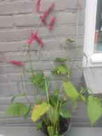 Persicaria adderwortel duizendknoop, Ophalen, Bodembedekkers, Vaste plant, Halfschaduw