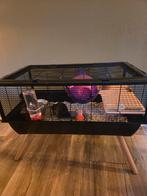 Gratis 2 tamme ratten + kooi, Dieren en Toebehoren, Rat, Mannelijk, Januari, Tam
