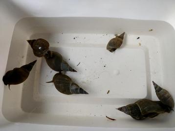 Poelslakken voor de vijver beschikbaar voor biedingen
