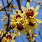 Te Koop: Chimonanthus Praecox (meloenboompje) planten in pot, Tuin en Terras, Planten | Tuinplanten, Volle zon, Vaste plant, Winter