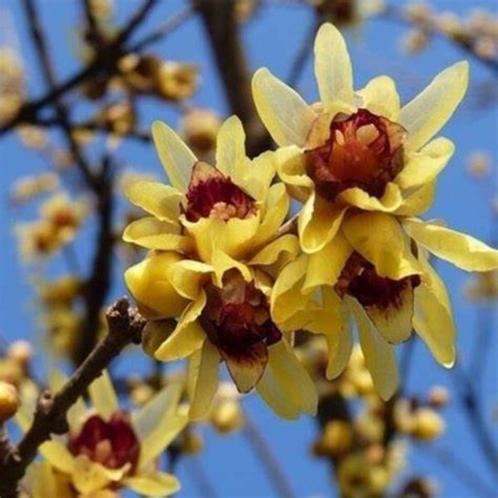 Te Koop: Chimonanthus Praecox (meloenboompje) planten in pot, Tuin en Terras, Planten | Tuinplanten, Vaste plant, Overige soorten