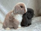 Prachtig mooi zeer lief handtam Minilop koppeltje broer-zus, Dieren en Toebehoren, Konijnen, Meerdere dieren, Klein, Hangoor, 0 tot 2 jaar