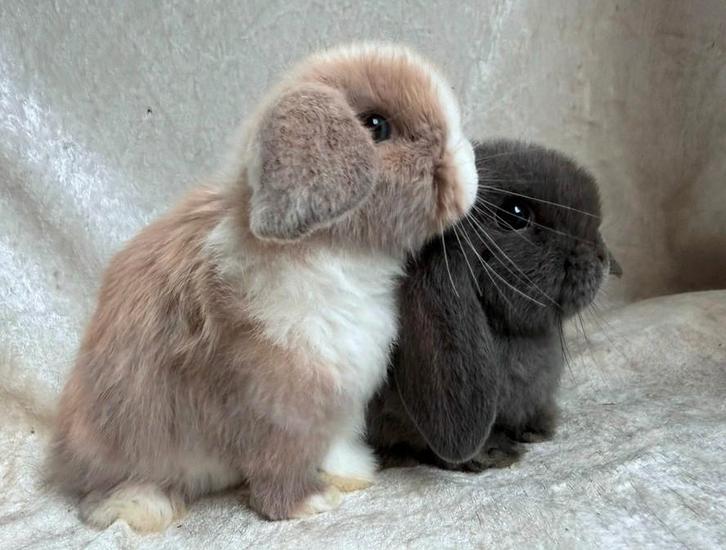 Prachtig mooi zeer lief handtam Minilop koppeltje broer-zus, Dieren en Toebehoren, Konijnen, Klein, Meerdere dieren, 0 tot 2 jaar