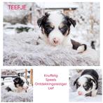 Unieke pups mixras met blauwe oogjes!, Dieren en Toebehoren, Parvo, 8 tot 15 weken, Meerdere, Meerdere dieren