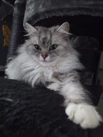 Britse langhaar x Maine coon, Poes