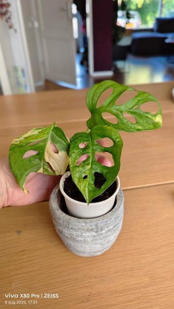 Monstera adansonii aurea  beschikbaar voor biedingen