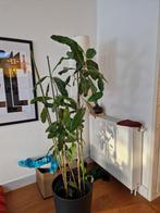 Ficus Roy kamerplant, Ophalen, Ficus, Halfschaduw