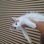 Laatste ragdoll kater 4 maanden, Dieren en Toebehoren, Katten en Kittens | Raskatten | Langhaar, Meerdere dieren, Ontwormd