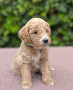 Medium doodle pups Irish/maltipoo, 8 tot 15 weken, Geslacht onbekend, Meerdere, Middel