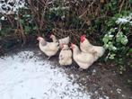 Te koop koppeltje Sussex kippen, Dieren en Toebehoren, Meerdere dieren, Kip