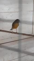 Mooie goed fluitende man kanarie te koop is van vorigjaar, Dieren en Toebehoren, Vogels | Kanaries, Mannelijk