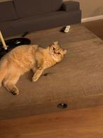 Golden Shaded Britse Kortharen, Kater, Kortharig, 0 tot 2 jaar