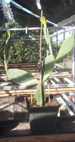 Cactus, Volle zon, Vaste plant, Zomer, Ophalen