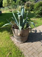 Mooie grote gezonde agaves, Vaste plant, Bloeit niet, Halfschaduw, Ophalen