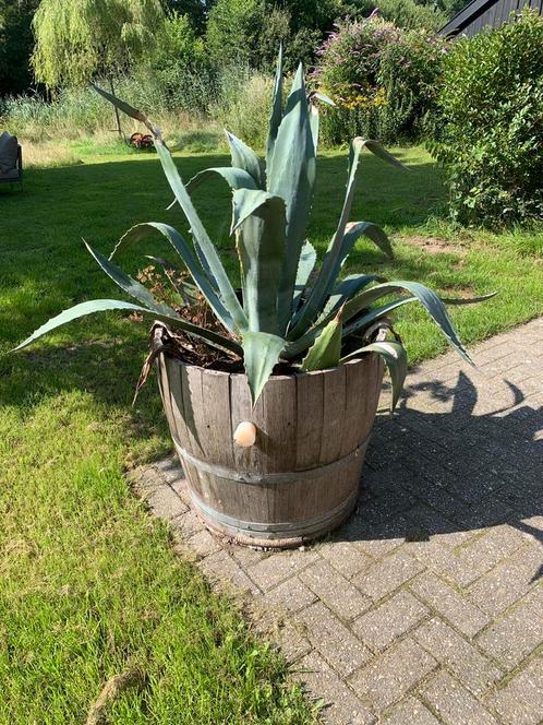 Mooie grote gezonde agaves, Tuin en Terras, Planten | Tuinplanten, Vaste plant, Overige soorten, Halfschaduw, Bloeit niet, Ophalen