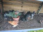 Leuke Brahma hennen, Dieren en Toebehoren, Pluimvee, Vrouwelijk, Kip