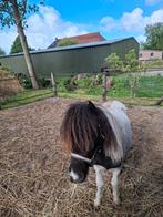 Leuke pony zoekt een nieuw huisje., Dieren en Toebehoren, Pony's, Merrie, A pony (tot 1.17m), Onbeleerd, Recreatiepony