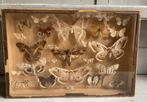Vitrine met vlinders *tres jolie duiven*, Ophalen of Verzenden, Zo goed als nieuw, Insect, Opgezet dier