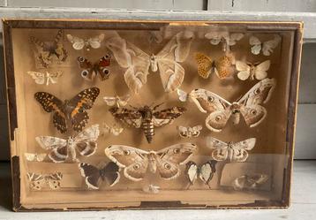 Vitrine met vlinders *tres jolie duiven* beschikbaar voor biedingen