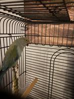 Halsband parkiet, Dieren en Toebehoren, Vogels | Parkieten en Papegaaien, Mannelijk, Parkiet, Geringd