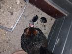 Marans Hen met kuikens, Vrouwelijk, Kip