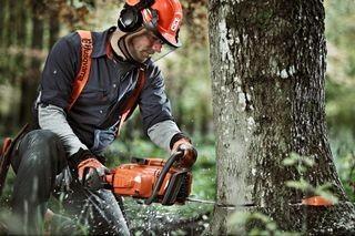 Gratis uw boom of bomen laten kappen/ zagen of snoeien?, Diensten en Vakmensen, Tuinmannen en Stratenmakers, Tuinonderhoud of Snoeiwerk