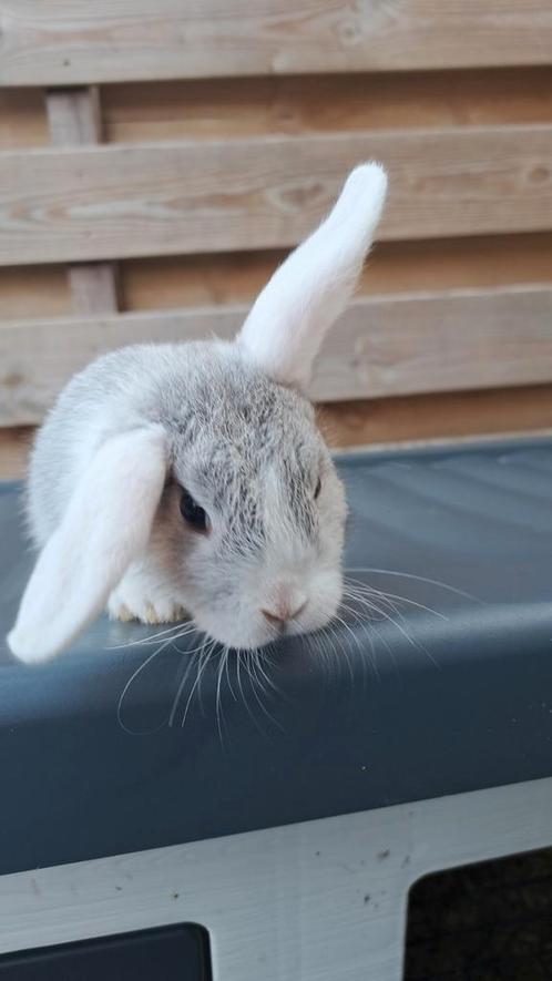 Nhd konijntjes, Dieren en Toebehoren, Konijnen, Vrouwelijk