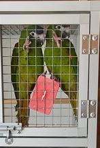 Broedkoppel ara nobillis, Meerdere dieren, Papegaai, Geringd