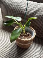 Philodendron Green Princess - 13cm, Overige soorten, Minder dan 100 cm, Groene kamerplant, Halfschaduw