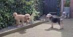 Aussiedoodle pups geboren, Rabiës (hondsdolheid), 8 tot 15 weken, Meerdere, Meerdere dieren