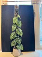 Scindapsus silver splash op mospaal, Ophalen, Overige soorten, Halfschaduw, Minder dan 100 cm