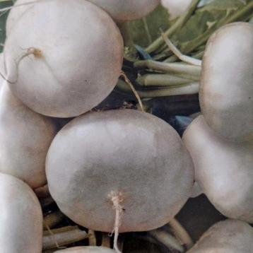 Zaden Tuinraap (platte witte mei) - Brassica Rapa L Var. Rap beschikbaar voor biedingen