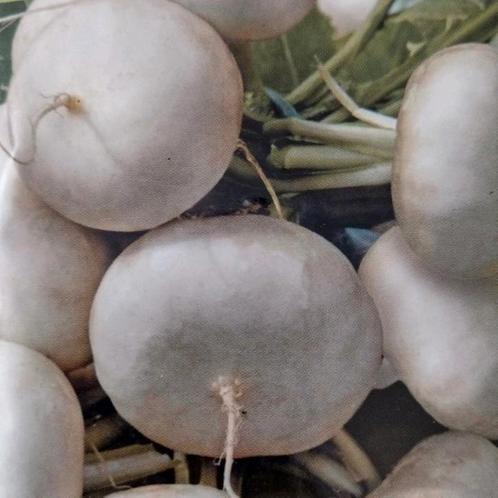 Zaden Tuinraap (platte witte mei) - Brassica Rapa L Var. Rap, Tuin en Terras, Bloembollen en Zaden, Zaad, Voorjaar, Volle zon
