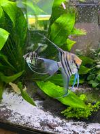 Bewezen maanvis koppel, Dieren en Toebehoren, Vissen | Aquariumvissen, Vis