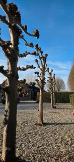 Volwassen leilinden 4st aangeboden, Ophalen, Volle zon, Overige soorten