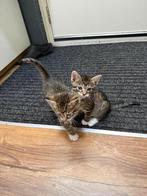 Kittens, Geslacht onbekend, 0 tot 2 jaar