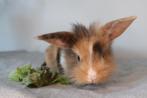 Fluffy babykonijntjes Leeuwenkop(Lionhead) x Nh, Dieren en Toebehoren, Konijnen, Meerdere dieren, Middelgroot, Hangoor