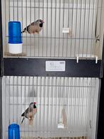 Koppel spitsstaart amadines te koop, Dieren en Toebehoren, Vogels | Overige Vogels