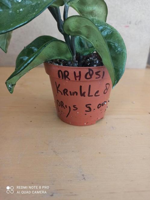 Hoya krinkle 8 potmaat 8.5 nummer H851, Huis en Inrichting, Kamerplanten, Overige soorten, Minder dan 100 cm, Ophalen of Verzenden