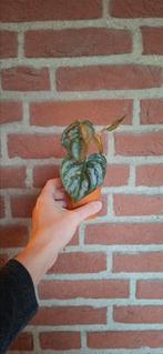Philodendron branditianum in terra cotte potje, Huis en Inrichting, Kamerplanten, Ophalen of Verzenden, Halfschaduw, Minder dan 100 cm