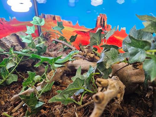 Gastropholis prasina Groene kielbuik hagedis, Dieren en Toebehoren, Reptielen en Amfibieën, Hagedis, 0 tot 2 jaar