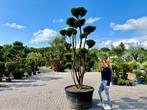Taxus media 'Hillii' pon pon / tuinbonsai te koop!