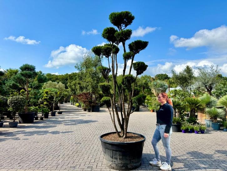 Taxus media 'Hillii' pon pon / tuinbonsai te koop!, Tuin en Terras, Planten | Bomen, Overige soorten, 250 tot 400 cm, Volle zon