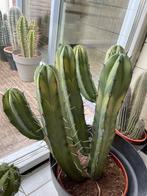 Myrtillocactus Geometrizans Variegata cactus, Ophalen, Cactus, Volle zon, Minder dan 100 cm