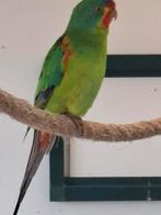 Mooie swiftparkiet, Dieren en Toebehoren, Mannelijk, Geringd