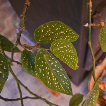 Begonia Maculata - Stippenplant,stekje,brievenbus doosje beschikbaar voor biedingen
