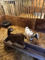 Dwerggeiten, Dieren en Toebehoren, Schapen, Geiten en Varkens, Mannelijk, Geit, 0 tot 2 jaar