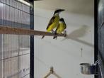 Koppel grote Kiskadie | Unieke vogel | Goede zangvogel, Dieren en Toebehoren, Meerdere dieren, Wildzangvogel, Geringd
