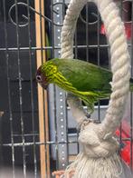 Jonge viooltjeslori, Dieren en Toebehoren, Vogels | Parkieten en Papegaaien, Geslacht onbekend, Parkiet, Geringd