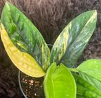 Epipremnum Marble Planet Variegata #2, Overige soorten, Minder dan 100 cm, Groene kamerplant, Halfschaduw